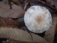 Grotta_dei_Pastori - 04112011 153.jpg